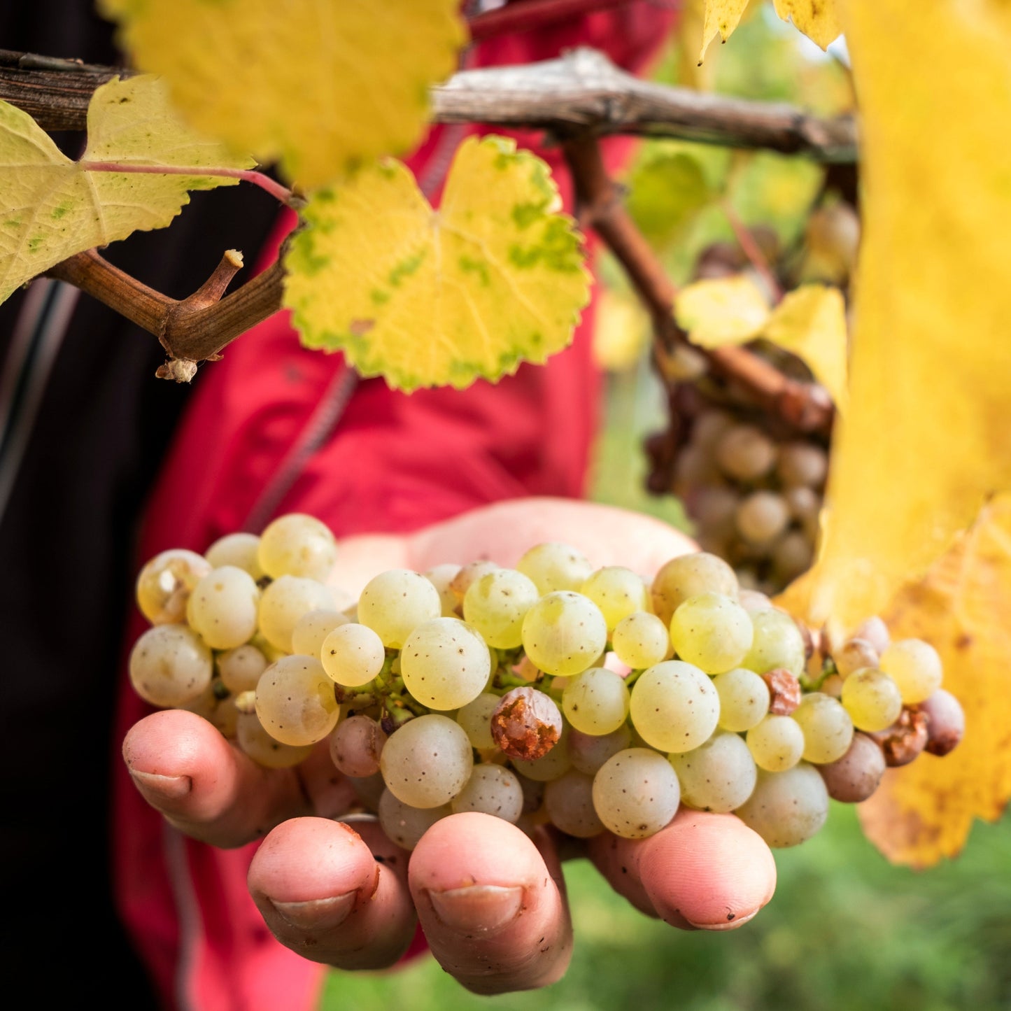 Wengerthäusle am Wartberg | 19. und 20. September 2026