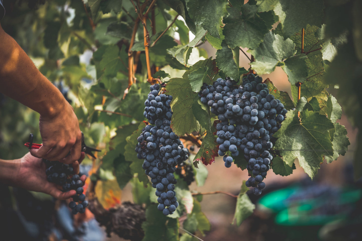 Wengerthäusle am Wartberg | 25. und 26. Juli 2026