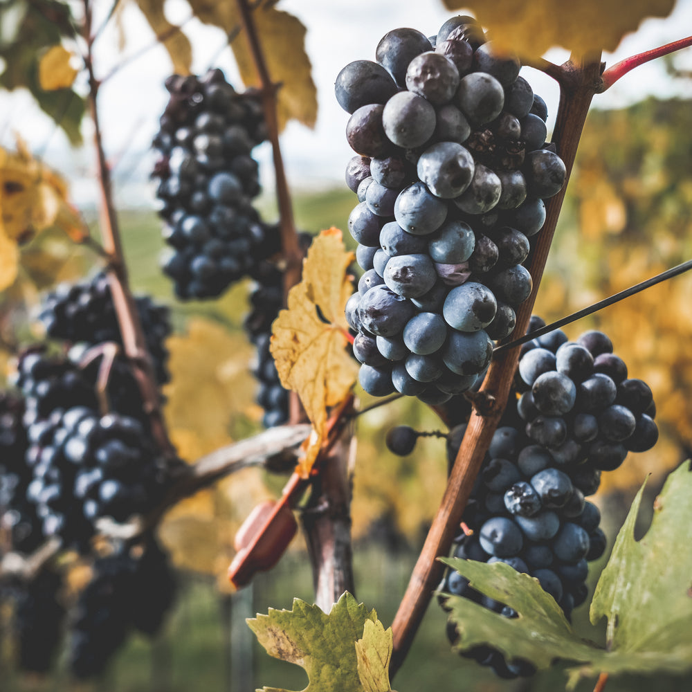 weingut-drautz-able
