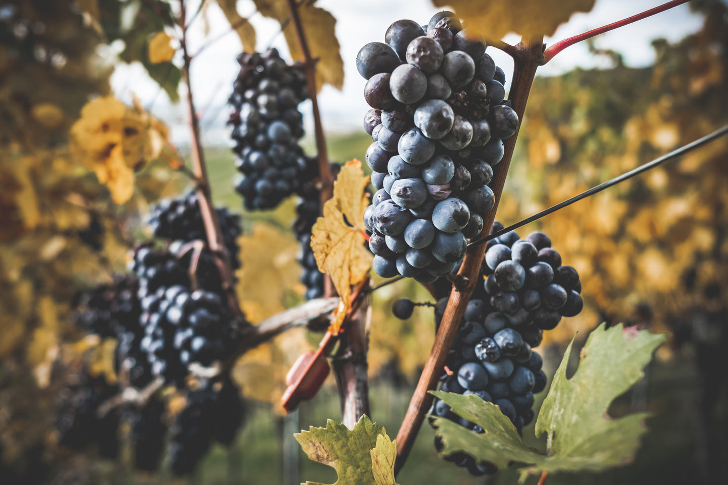weingut-drautz-able